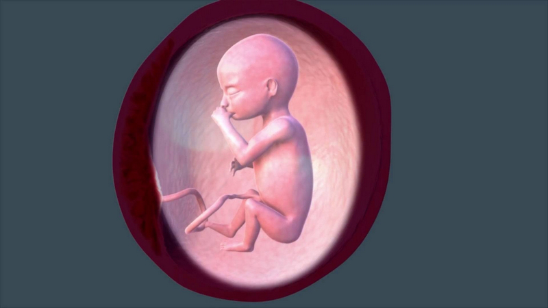 Thai 13 tuần đánh dấu sự hoàn thiện quan trọng của các cơ quan nội tạng