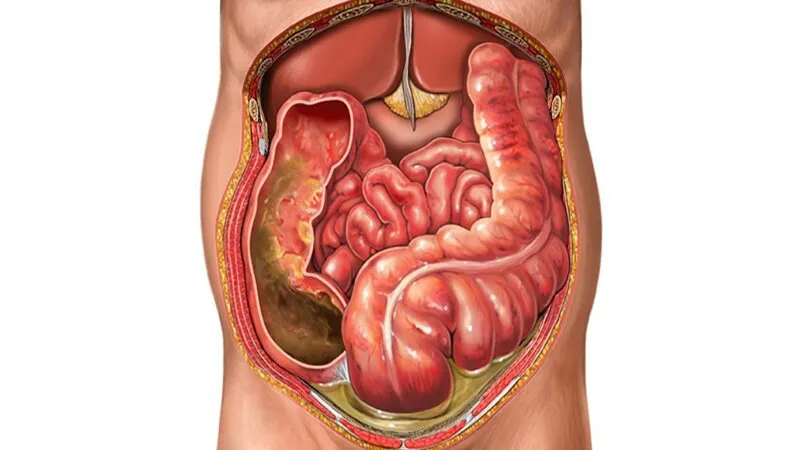 Mạc nối nhỏ: chức năng và lợi ích