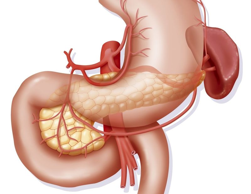 Ruột non là đoạn dài nhất trong hệ tiêu hóa của cơ thể