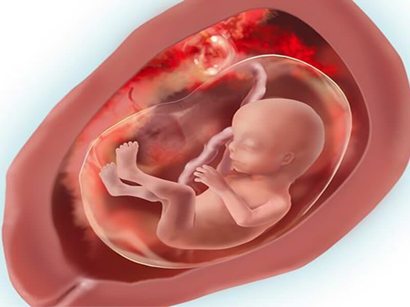 Khung xương của thai nhi 17 tuần bắt đầu cứng cáp hơn nhờ quá trình cốt hóa