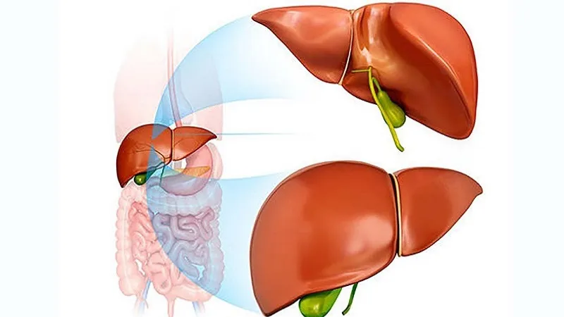 Xét nghiệm bilirubin thường được sử dụng để đánh giá chức năng gan