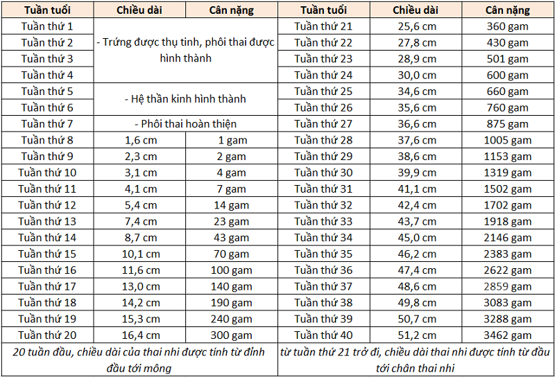 Bảng cân nặng tiêu chuẩn của thai nhi theo WHO