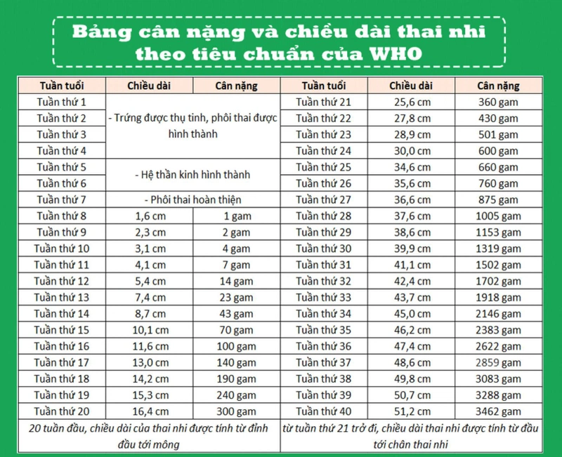 Bảng cân nặng tiêu chuẩn thai nhi theo WHO