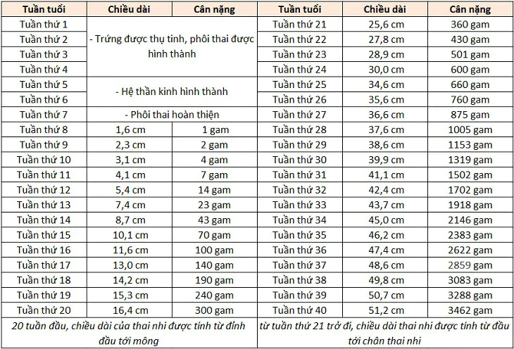 Thai 32 tuần là mấy tháng? Câu trả lời chi tiết và hữu ích cho mẹ bầu