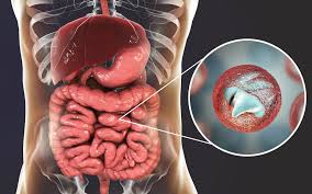 Cryptosporidium là một loại ký sinh trùng đơn bào thuộc ngành Apicomplexa gây bệnh ở người và động vật. 