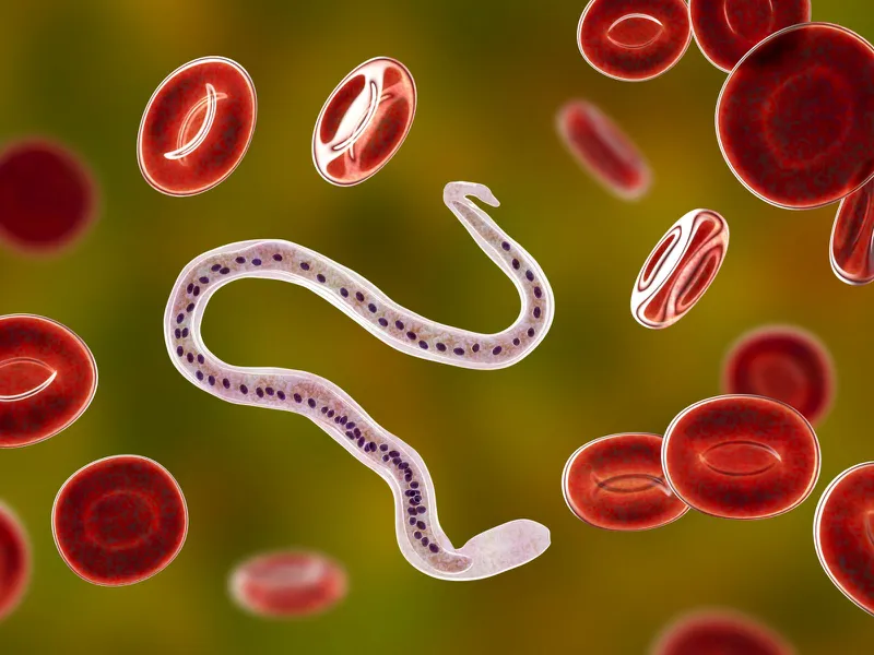 Bạch cầu mono là tế bào miễn dịch giúp cơ thể chống lại vi khuẩn và virus