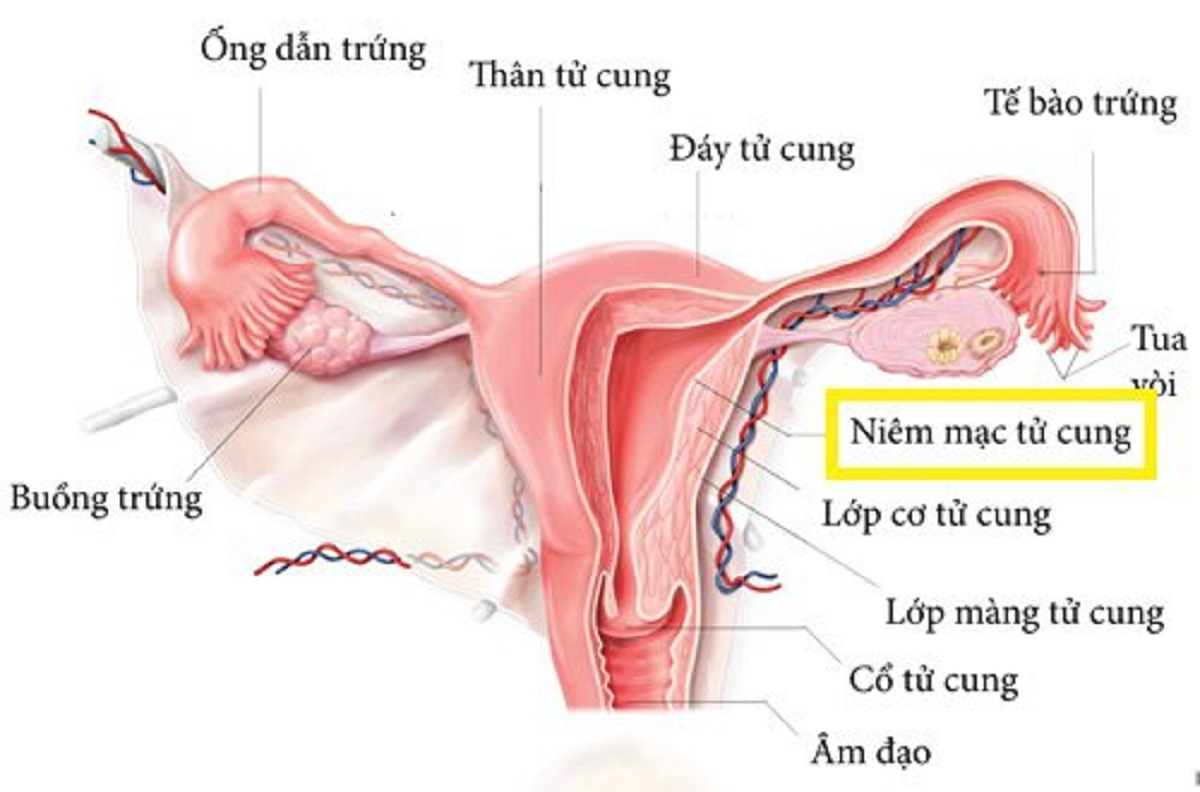 Niêm mạc tử cung mỏng là gì? Có thai được không?