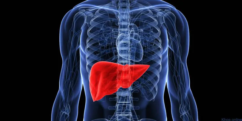 Hình minh họa HDL và LDL ( Nguồn: Sưu tầm )
