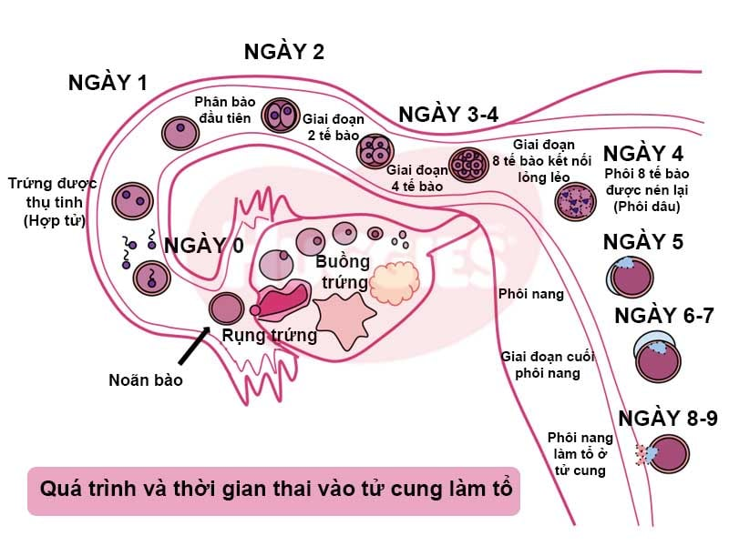 Thai vào tử cung muộn nhất là bao lâu phụ thuộc vào tốc độ di chuyển của phôi qua vòi trứng
