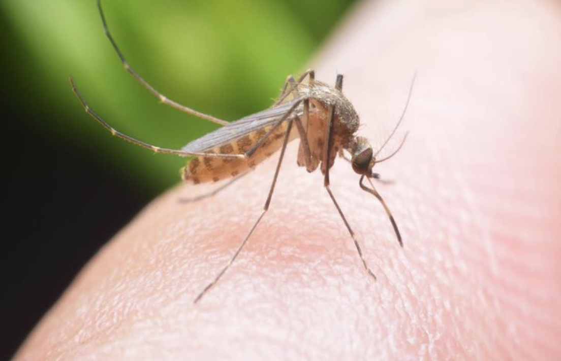 Muỗi Aedes aegypti là côn trùng trung gian truyền bệnh sốt xuất huyết Dengue