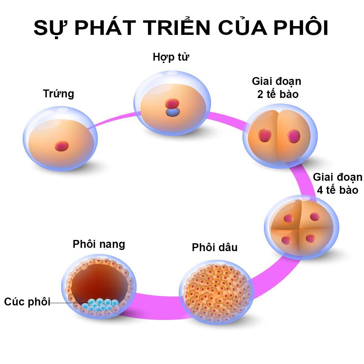 Giai đoạn phôi nang trong phát triển của thai nhi