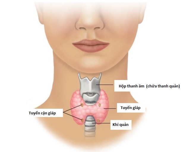 Vị trí tuyến giáp