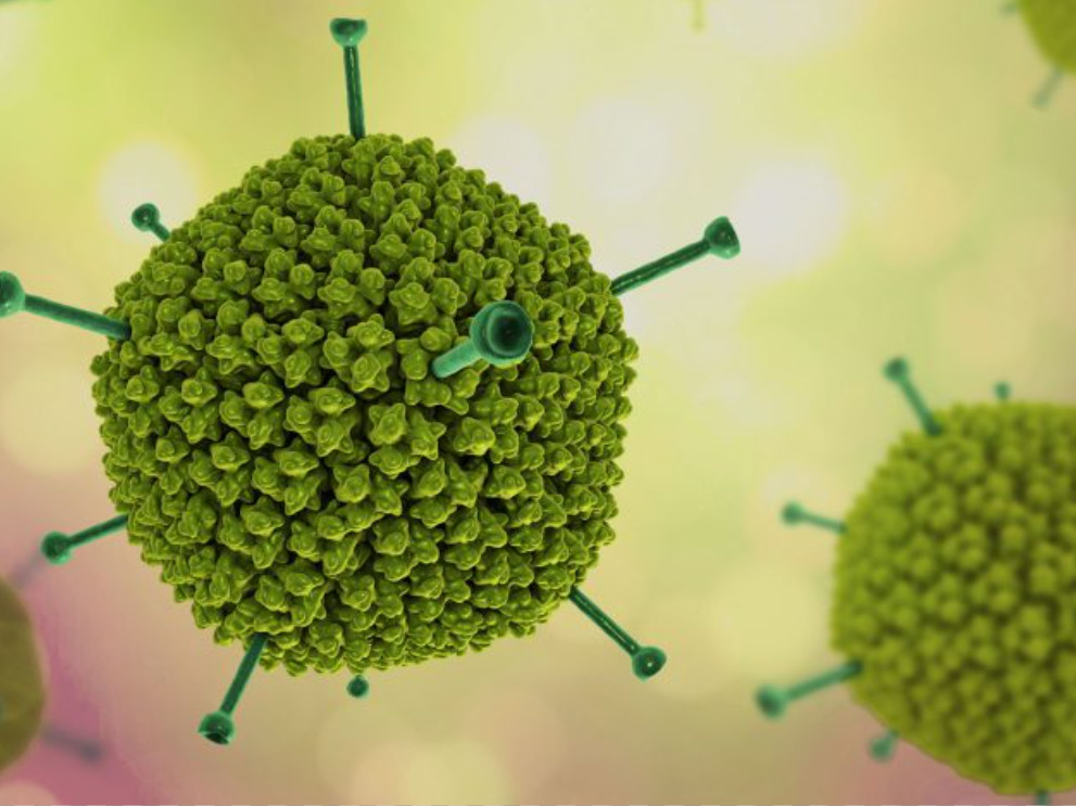 Nguyên nhân gây viêm giác mạc chấm nông là do Virus Adenovirus