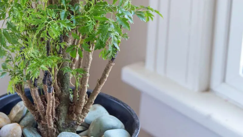Rễ đinh lăng lâu năm chứa hàm lượng saponin cao giúp bồi bổ sức khỏe (Nguồn: Sưu tầm)