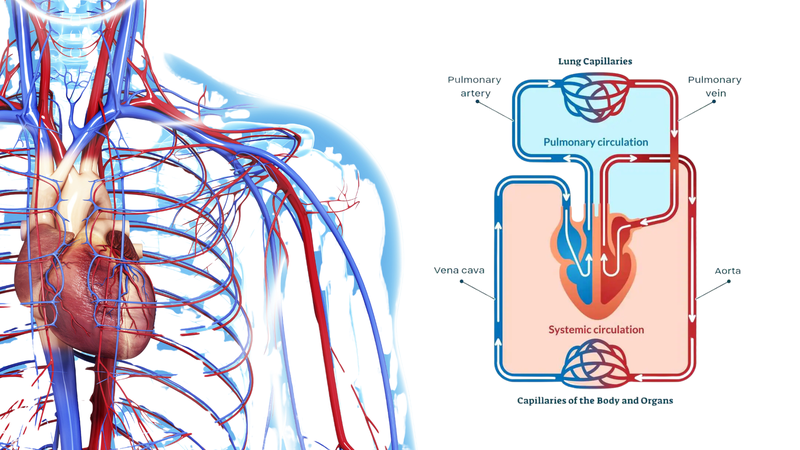 Tổng quan về hệ tuần hoàn