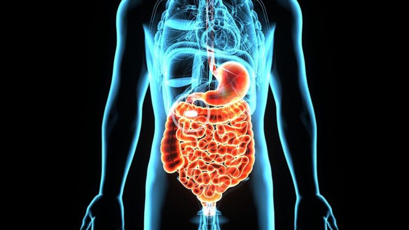 Hệ tiêu hóa gồm nhiều cơ quan phối hợp thực hiện quá trình tiêu hóa