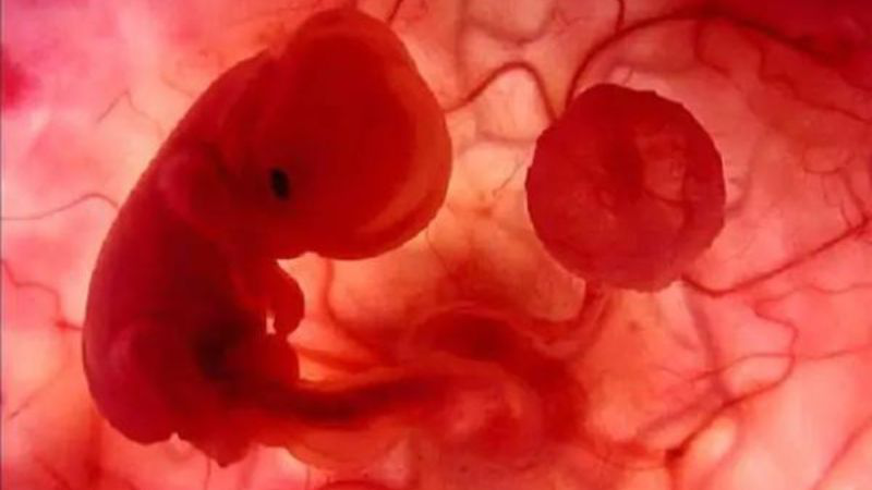 Lắng nghe cử động của con và thăm khám định kỳ là cách tốt nhất để theo dõi sức khỏe thai nhi 