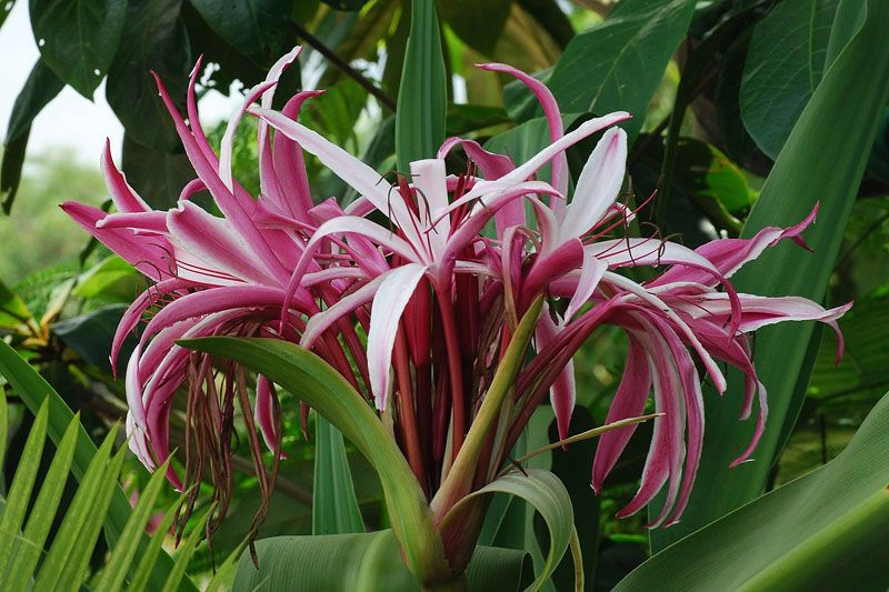 Tác dụng của cây trinh nữ hoàng cung đối với sức khỏe