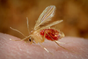 Leishmania lây truyền qua muỗi cát