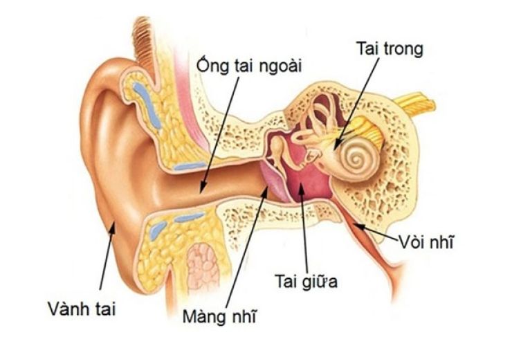 Vị trí tai giữa trong cấu trúc tai