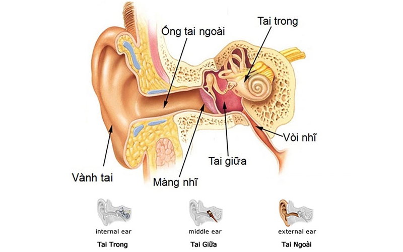 Sự khác biệt về cấu trúc tai là lý do khiến trẻ nhỏ dễ mắc bệnh hơn người lớn 