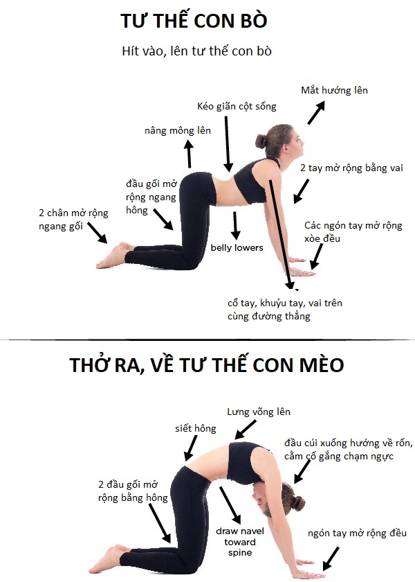 Tư thế con mèo - con bò (Cat-Cow Pose)