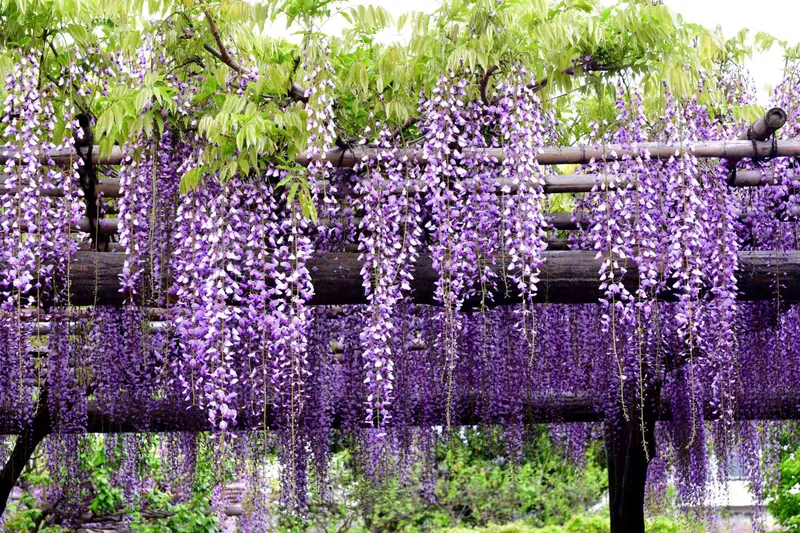 Vẻ đẹp lãng mạn của những chùm hoa tử đằng tím rủ bóng trong tự nhiên(Nguồn: Sưu tầm)