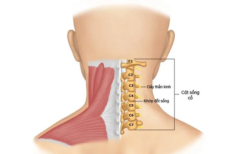 Cột sống gồm nhiều đốt sống liên kết tạo thành trục nâng đỡ cơ thể