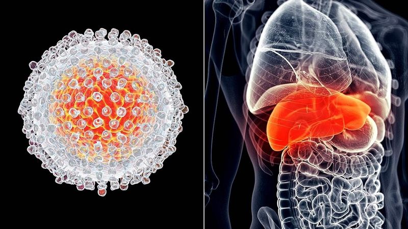 Virus viêm gan C (HCV) là một loại virus tồn tại chủ yếu trong máu và các dịch cơ thể của người nhiễm bệnh. Khác với virus viêm gan A lây qua đường ăn uống, HCV có cơ chế lây truyền tương tự như virus viêm gan B và HIV nhưng với những đặc thù riêng biệt về khả năng tồn tại và nồng độ trong dịch tiết. Hình minh họa virus gây bệnh