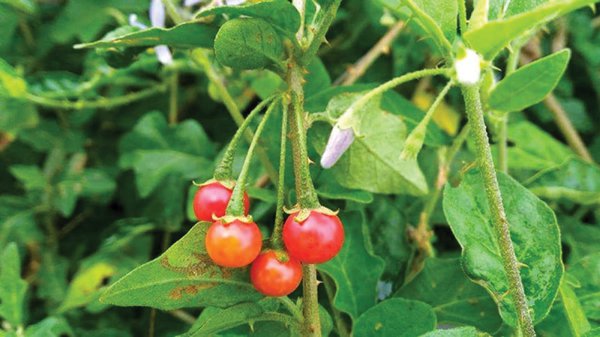 Cây cà gai leo là gì? Uống nước cây cà gai leo có tác dụng gì?