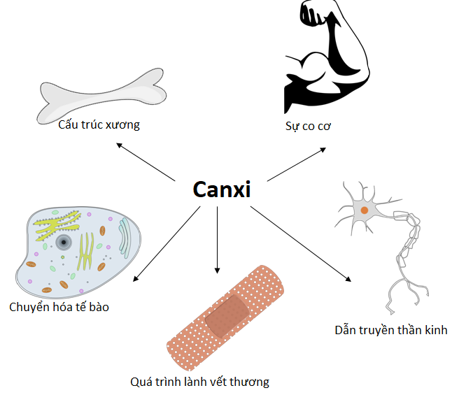 Canxi có rất nhiều vai trò đối với cơ thể : xương, hệ thần kinh, hệ cơ bắp…