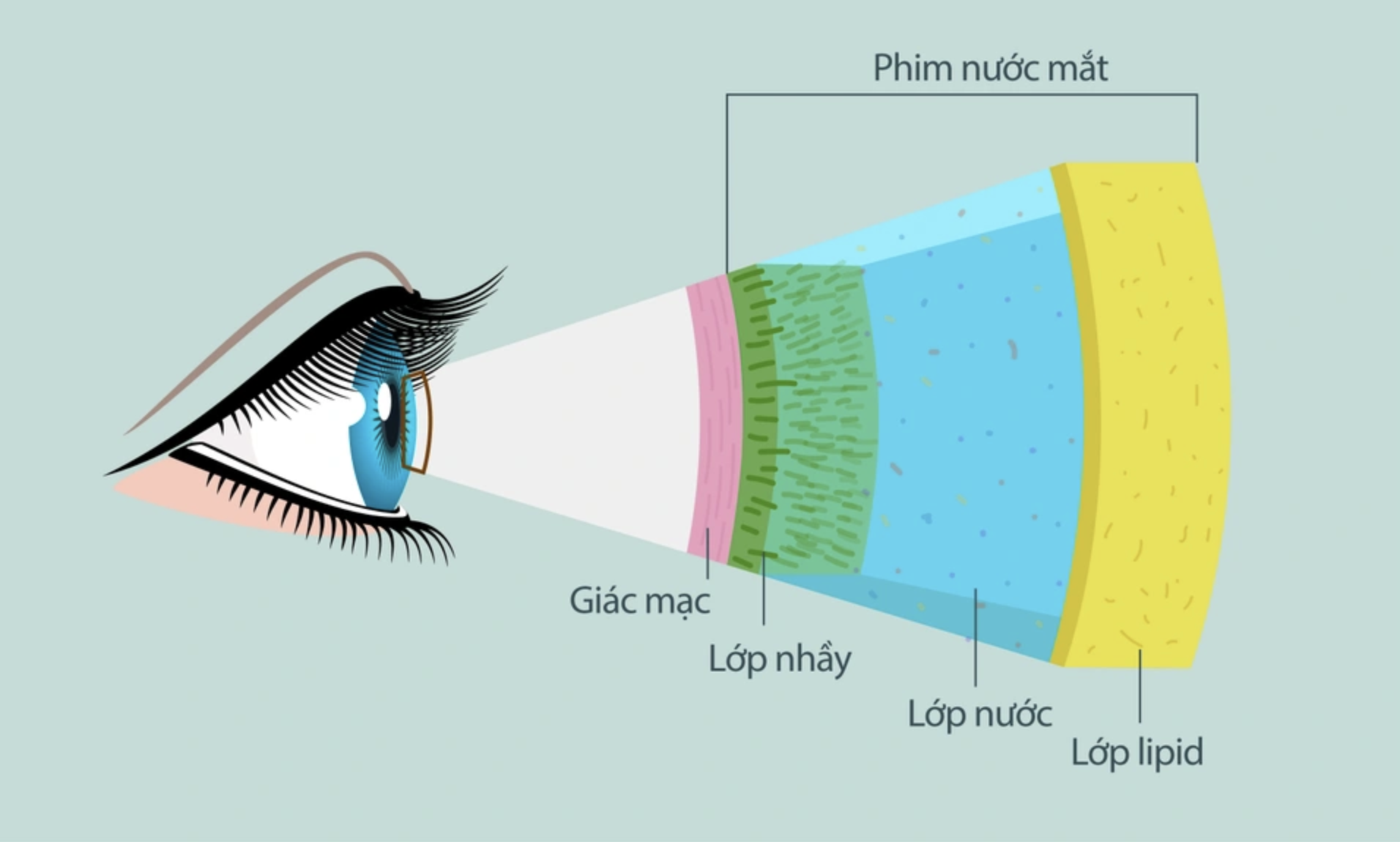 Cấu tạo nước mắt