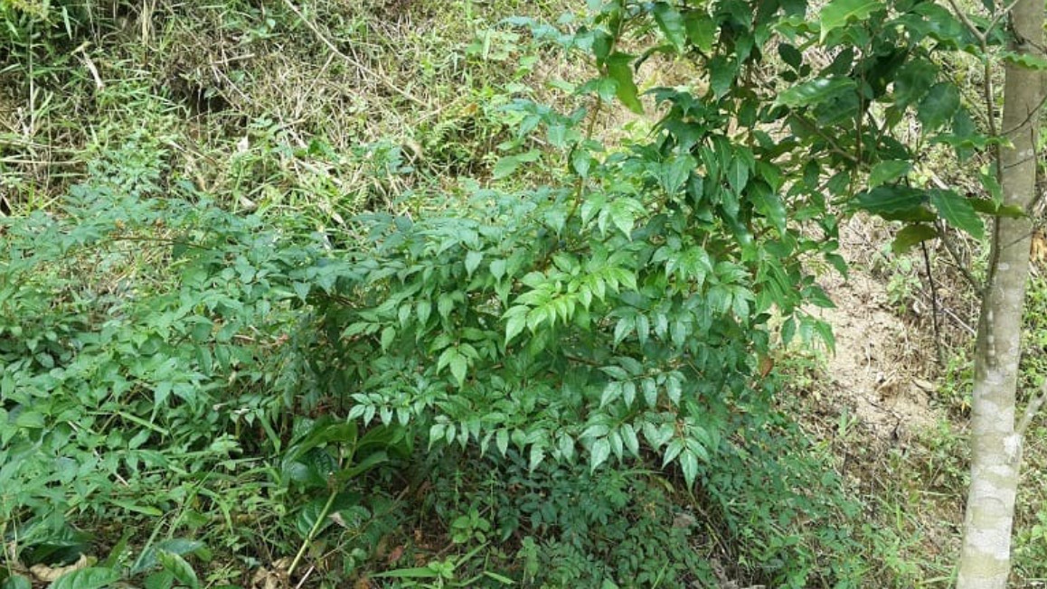 Chè dây tươi với đặc điểm lá kép lông chim và tua cuốn