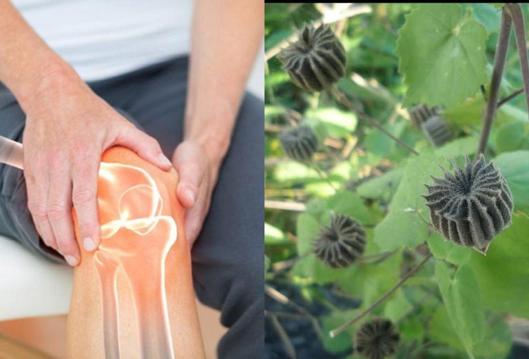 Các bài thuốc trị bệnh từ cây cối xay