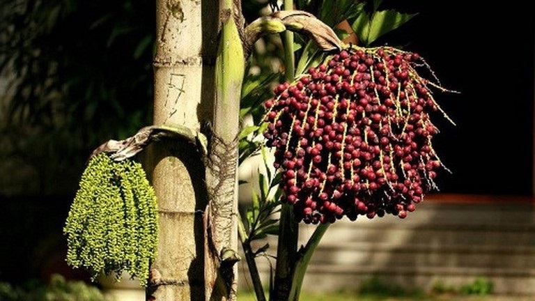 Cây đủng đỉnh là cây thuộc họ Cau (Arecaceae)