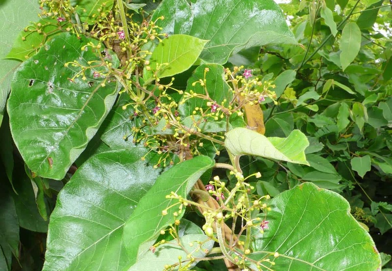 Cây hà thủ ô là một dược liệu quen thuộc trong dân gian