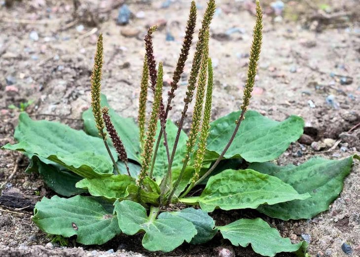 Cây mã đề là gì? Công dụng của cây mã đề đối với sức khỏe