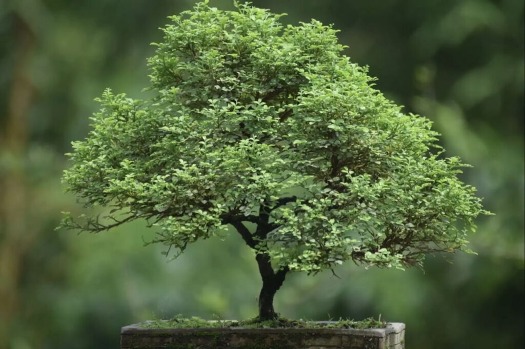 Sử dụng đúng liều lượng giúp đảm bảo những điều cần lưu ý khi sử dụng nguyệt quế an toàn (Nguồn: Sưu tầm)