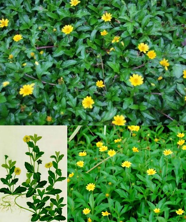 sài đất phơi khô thường dùng trong các bài thuốc thanh nhiệt giải độc (Nguồn: Sưu tầm)