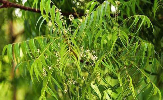 Sử dụng đúng liều lượng giúp đảm bảo những điều cần lưu ý khi sử dụng cây sầu đâu an toàn (Nguồn: Sưu tầm)