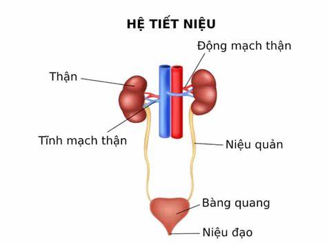 Hệ tiết niệu 