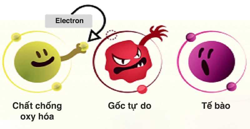 Vai trò của chất chống oxy hóa