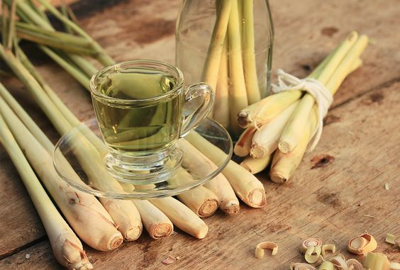 Hoạt chất citral trong củ sả mang lại công dụng hỗ trợ tiêu hóa và giải độc hiệu quả (Nguồn: Sưu tầm)
