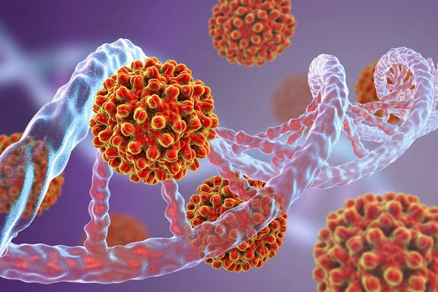 Người bị mắc virus viêm gan B và C dẫn đến xơ gan giai đoạn cuối và biến chứng thành cổ trướng