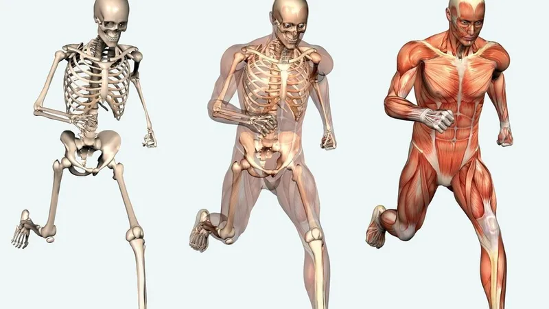 hệ cơ xương khớp
