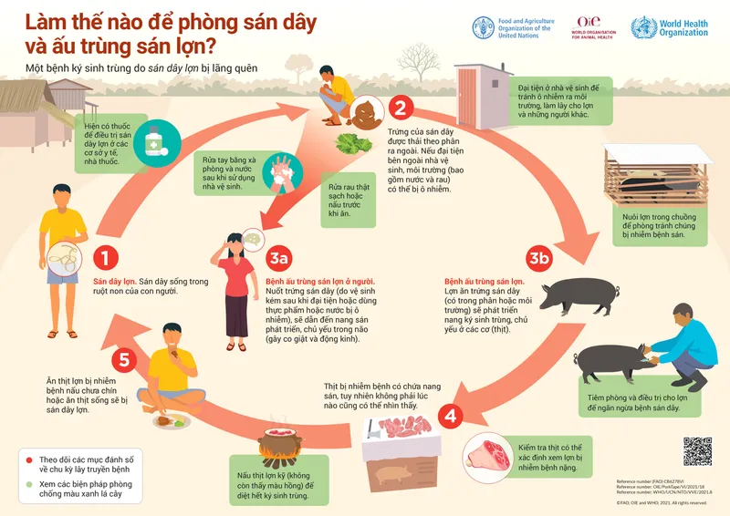 Sán dây lợn - hiểm họa từ động vật mà bạn nên biết