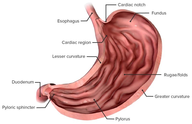 Môn vị là phần cuối của dạ dày, đóng vai trò điều tiết thức ăn xuống ruột non