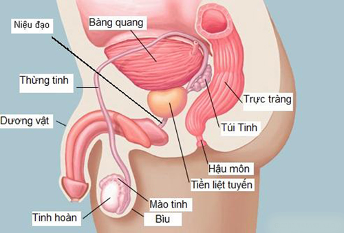 điều trị ung thư tuyến tiền liệt