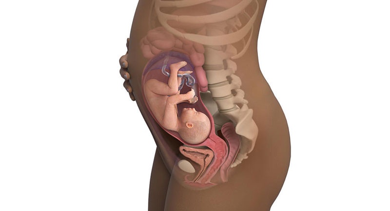 Bụng bầu ở tháng thứ 5 đã nhô cao rõ rệt khiến mẹ bắt đầu cảm nhận được các cử động của bé