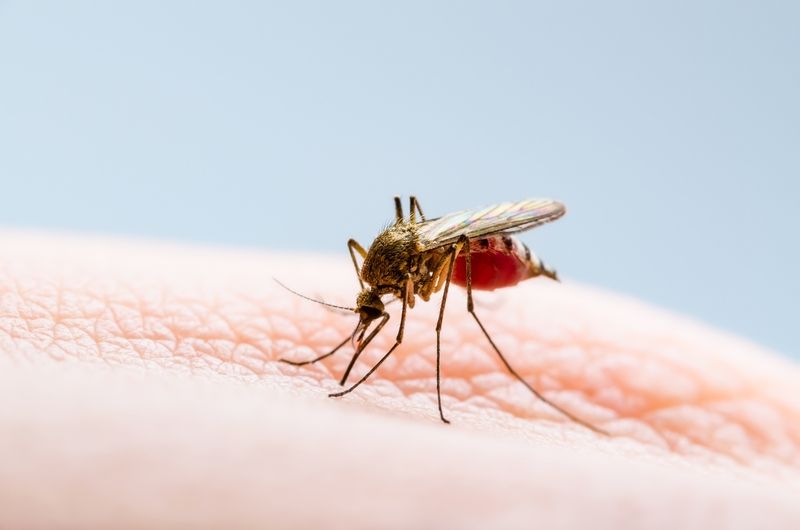 Muỗi vằn là vật trung gian truyền virus Dengue gây bệnh sốt xuất huyết.